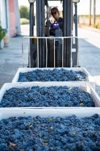 Quady Winery employee uses forklift to load bins of wine grapes during harvest season.