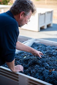 Quady Winemaker Darin Peterson handles and examines bunches of wine grapes soon to be crushed.