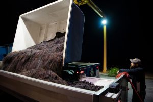 Truck dumps large load of wine grapes into a hopper during a night time crush operation at Quady Winery.