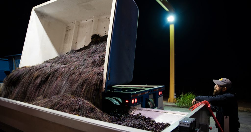Black Muscat grapes being offloaded at Quady Winery at night.