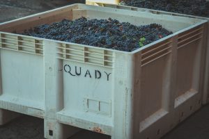 Quady bin full of grapes