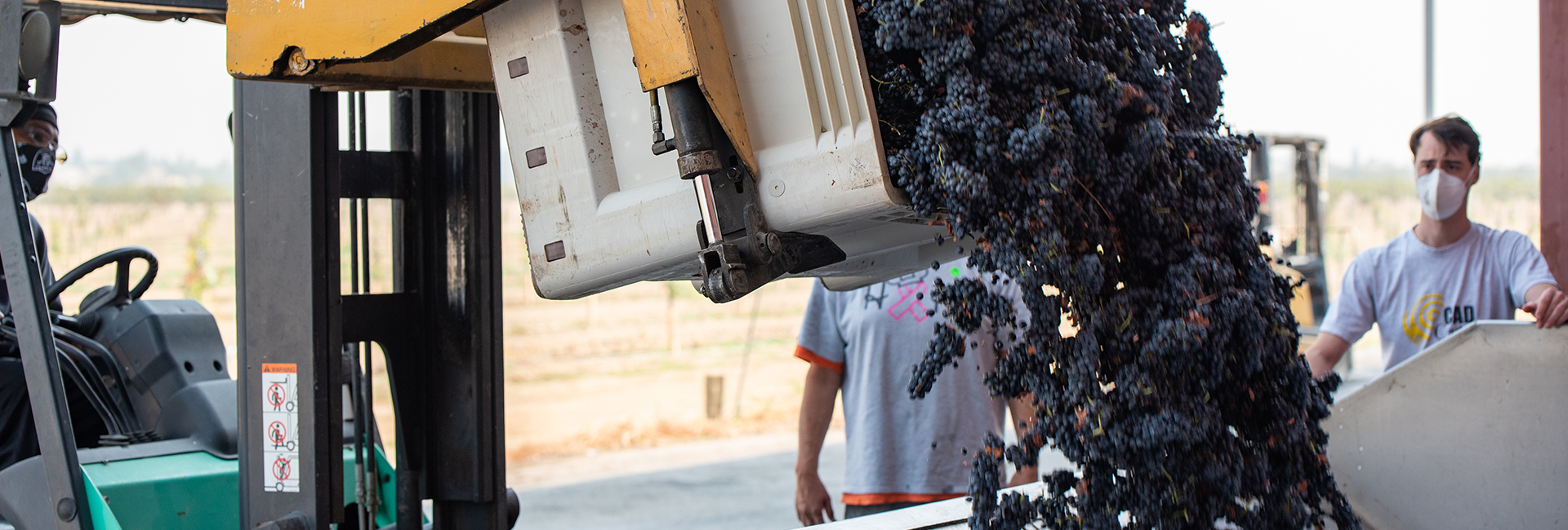 Forklift dropping grapes into crusher