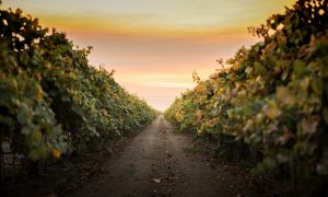 Vineyard during sunset