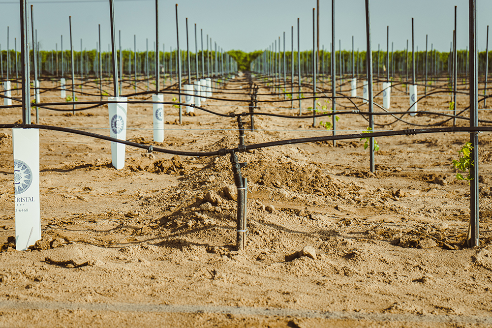 Drip System used in Muscat Vineyards