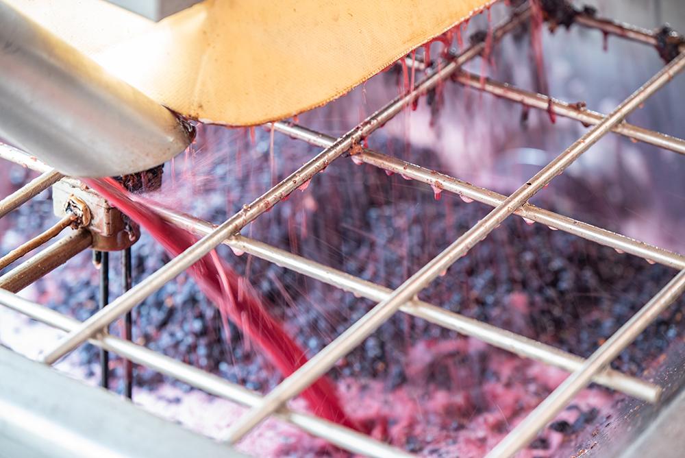 Grapes being crushed for fermentation