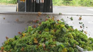 Muscat grapes for crushing