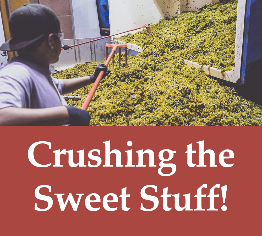 Crushing the Sweet Stuff! Quady Winery unloading grapes from trailer's box