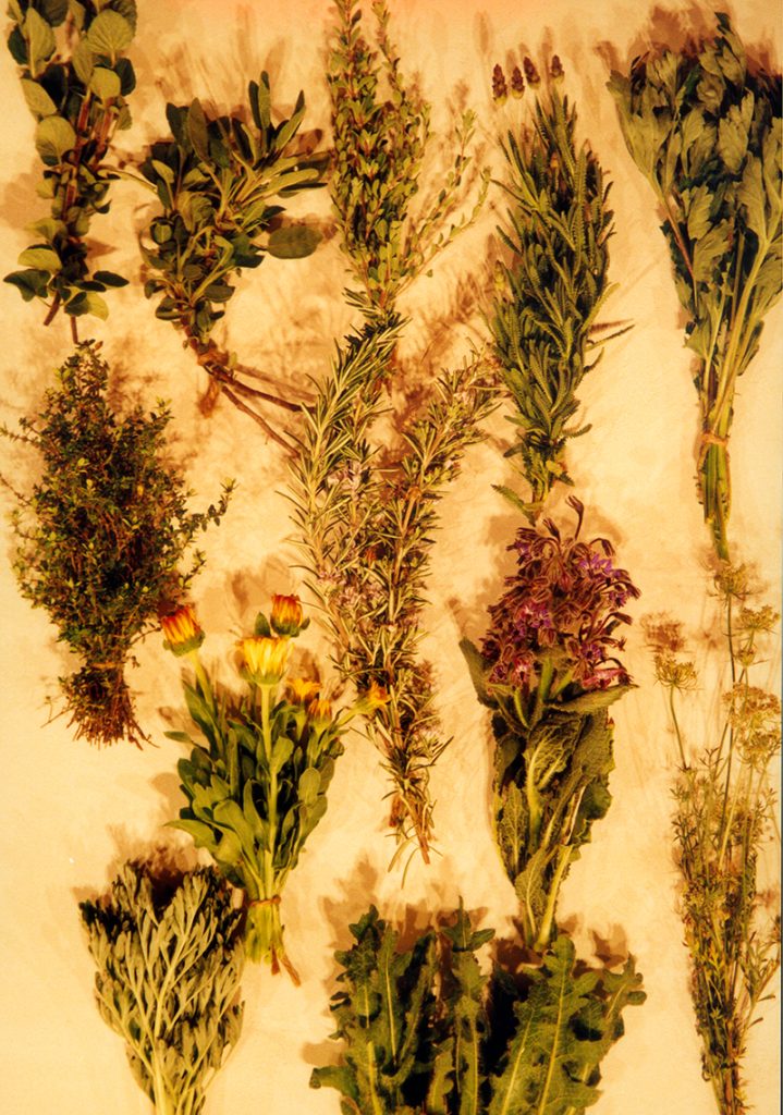 Herbs for making vermouth