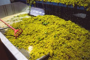 Muscat Canelli grapes in the crusher during harvest
