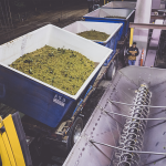 A truck full of grapes begins to dump a container of grapes into the crusher.