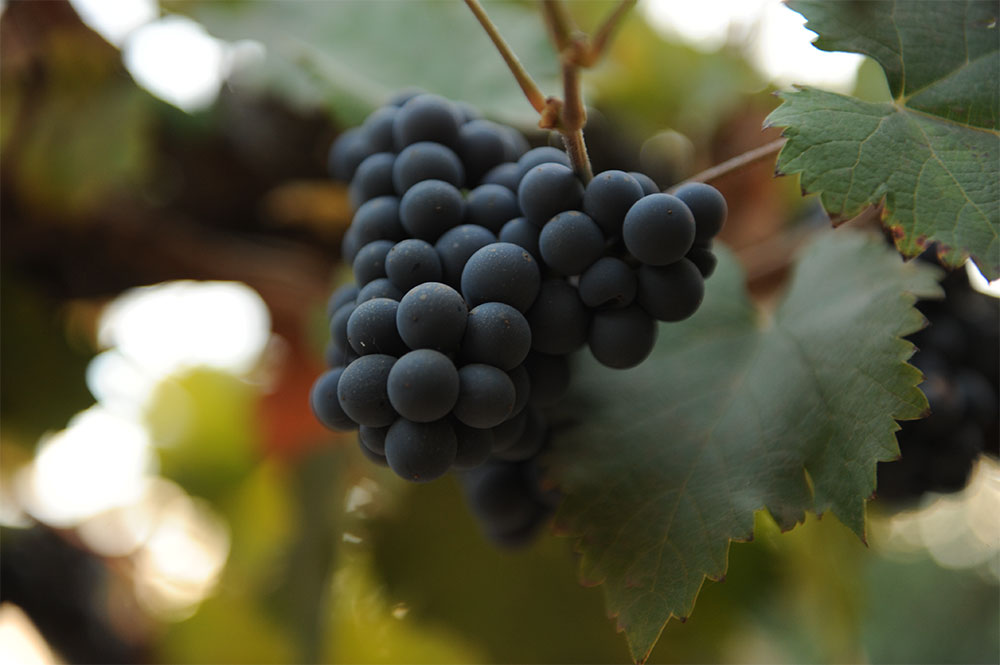 A cluster of Black Muscat grapes