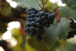 Black Muscat grape cluster