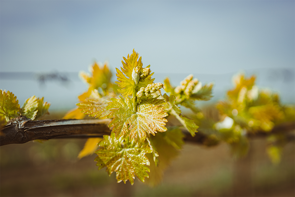 Orange Muscat vines with tiny grape clusters